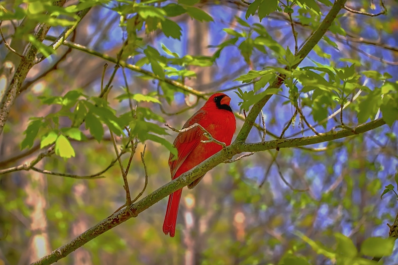 Nortern Cardinal at Edwards Garden- 01